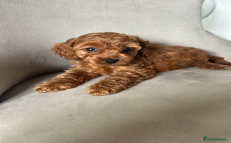 Cockapoo dogs - Advert 4