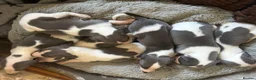 Whippet dogs for sale: ✨ EXCEPTIONAL PEDIGREE WHIPPETS  - Advert 7
