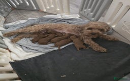 Toy Poodle dogs for stud: Proven red toy poodle For stud  ( Health tested )  in Rotherham - Image 7