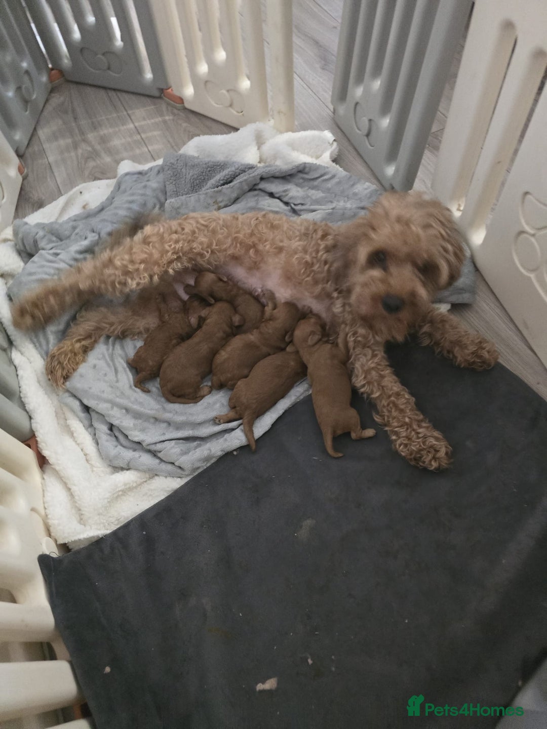 Toy Poodle dogs for stud: Proven red toy poodle For stud  ( Health tested )  in Rotherham - Image 7