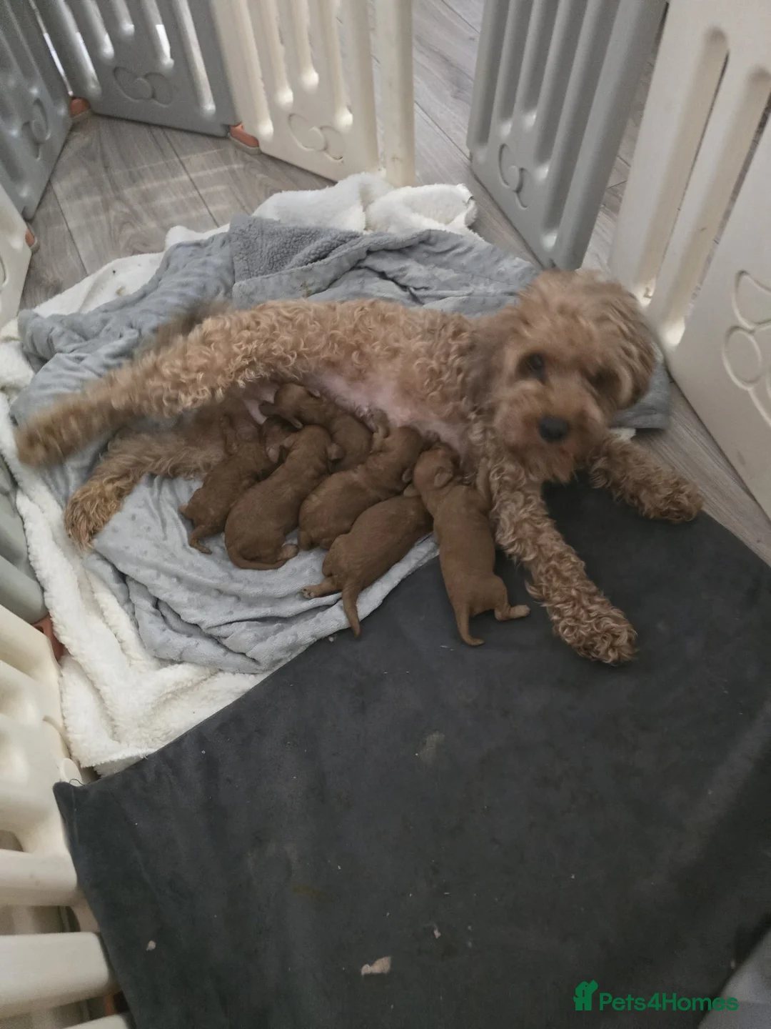 Toy Poodle dogs for stud: Proven red toy poodle For stud  ( Health tested )  in Rotherham - Advert 8