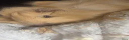 Guinea Pig rodents for sale: Guinea pigs  in Wigan - Advert 3