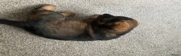 Mixed Breed dogs for sale: Rottweiler shepherd - Advert 8
