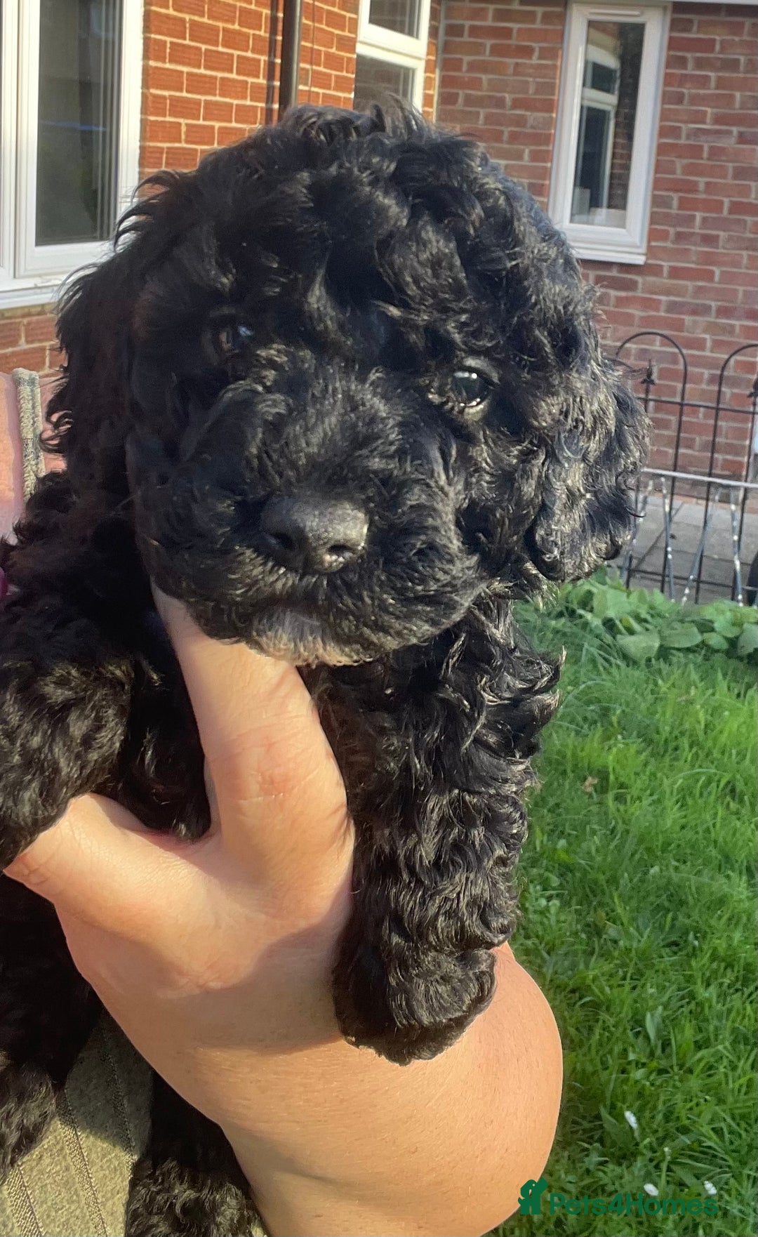 Maltipoo dogs for sale: F1B maltipoo - Image 18