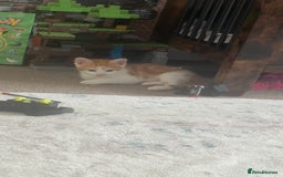 Mixed Breed cats for sale: 4 beautiful kittens  - Image 11