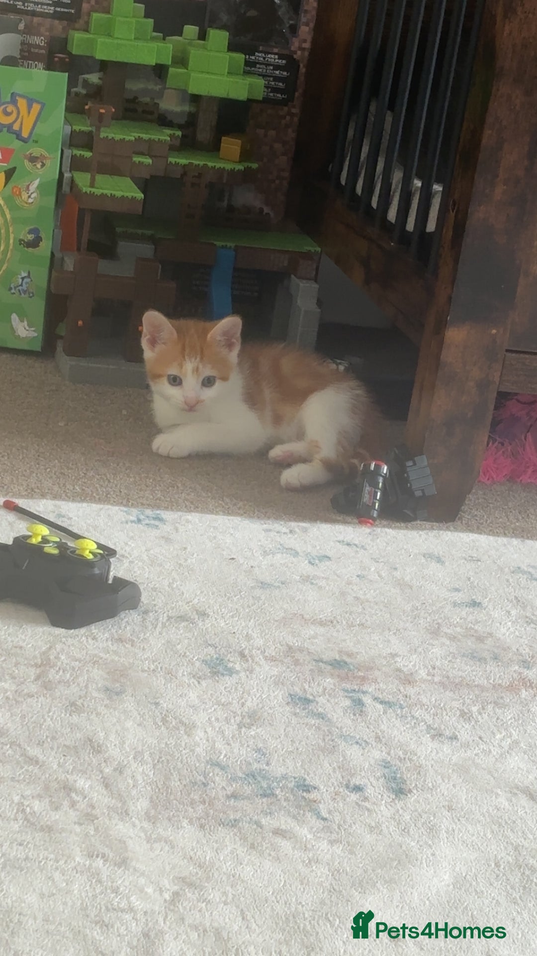 Mixed Breed cats for sale: 4 beautiful kittens  - Image 11