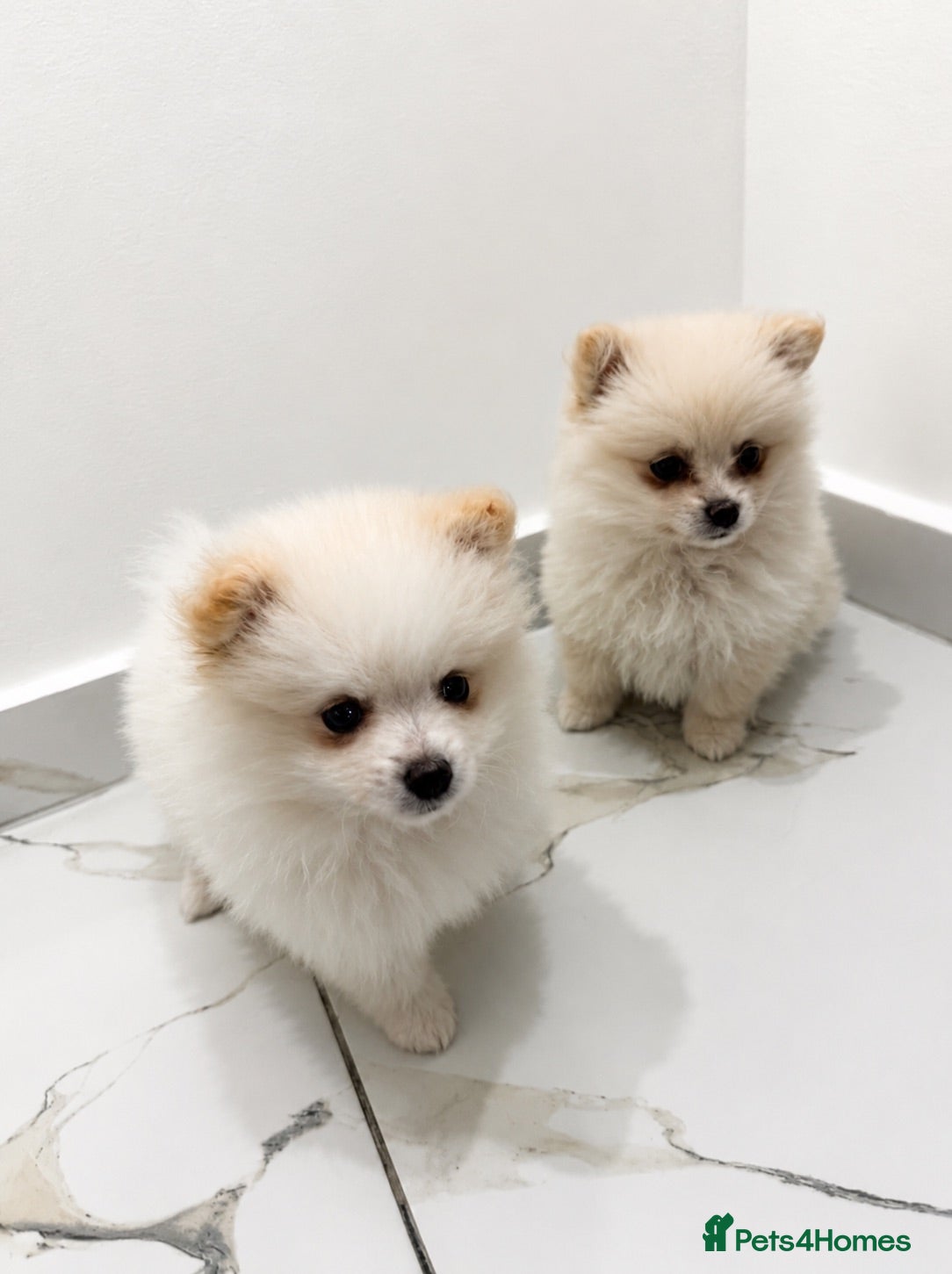 Pomeranian dogs Two Female Pomeranian  - Advert 1