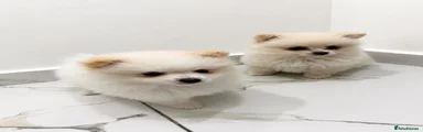 Pomeranian 1
