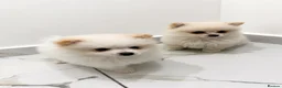 Pomeranian dogs for sale: Two Female Pomeranian  - Advert 1