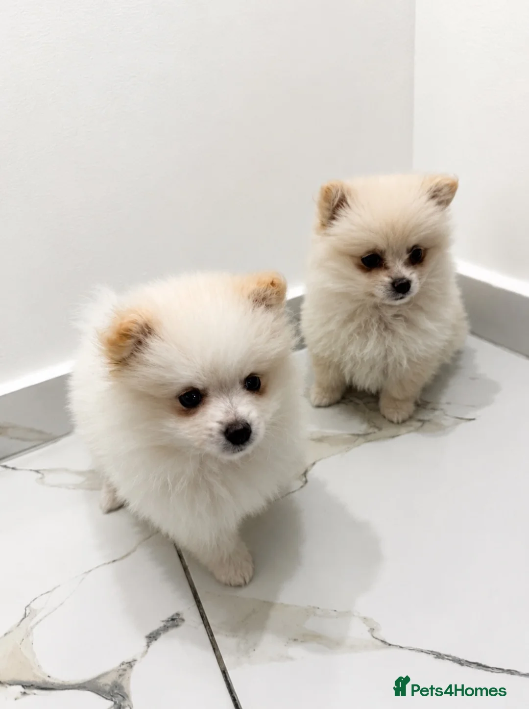 Pomeranian dogs for sale: Two Female Pomeranian  - Advert 1