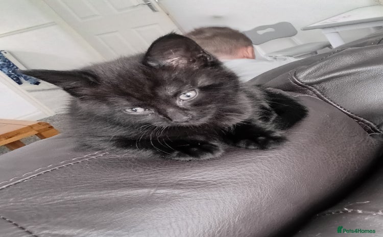 Mixed Breed cats - Advert 13