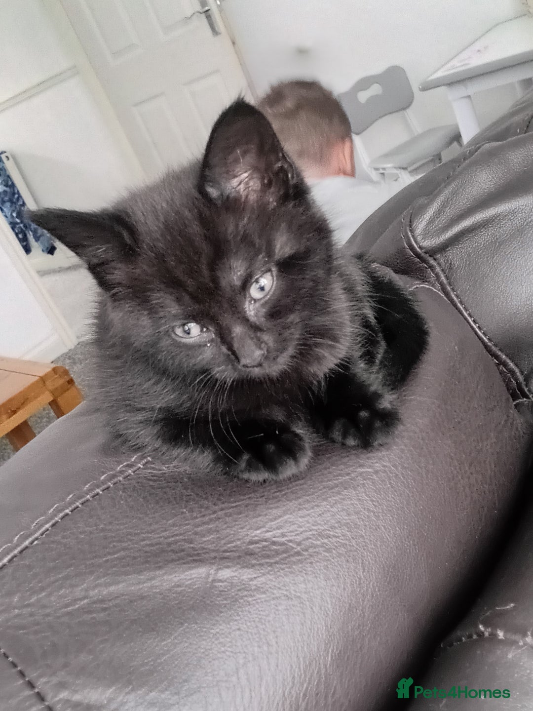Mixed Breed cats for sale: Two long haired black kittens  - Image 1