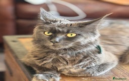 Maine Coon cats for sale: FINAL 3 REMAINING :TICA registered Mainecoons  - Image 2