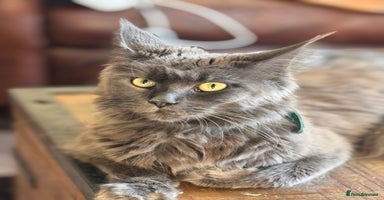 Maine Coon cats - Advert 12
