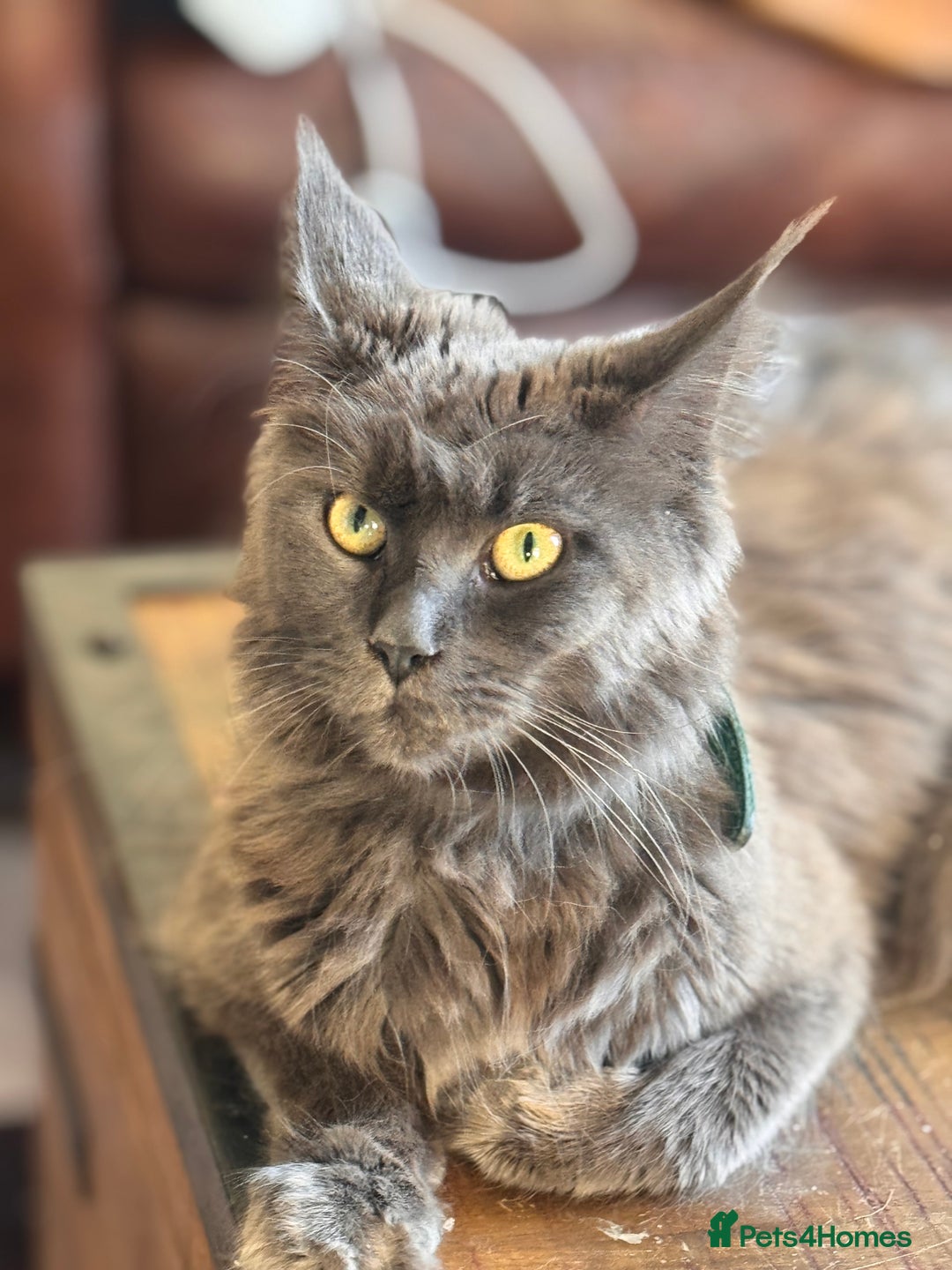 Maine Coon cats for sale: FINAL 3 REMAINING :TICA registered Mainecoons  - Image 2