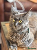 Maine Coon cats - Advert 8