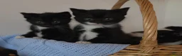 Mixed Breed cats for sale: Beautiful Kittens Looking for Loving Homes - Advert 21