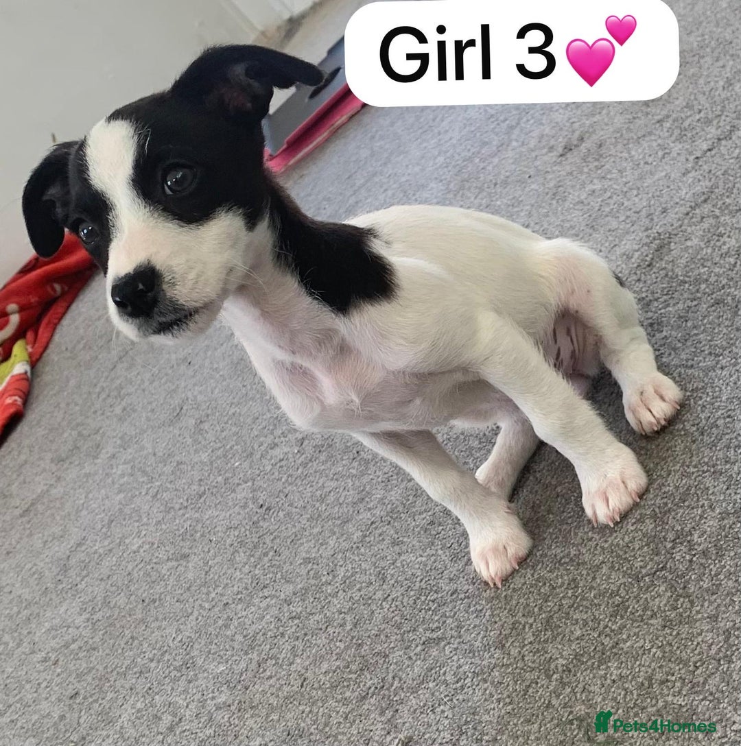 Jack Russell dogs for sale: 1 Beautiful Jack Russell Puppie Left in Worcester - Image 1