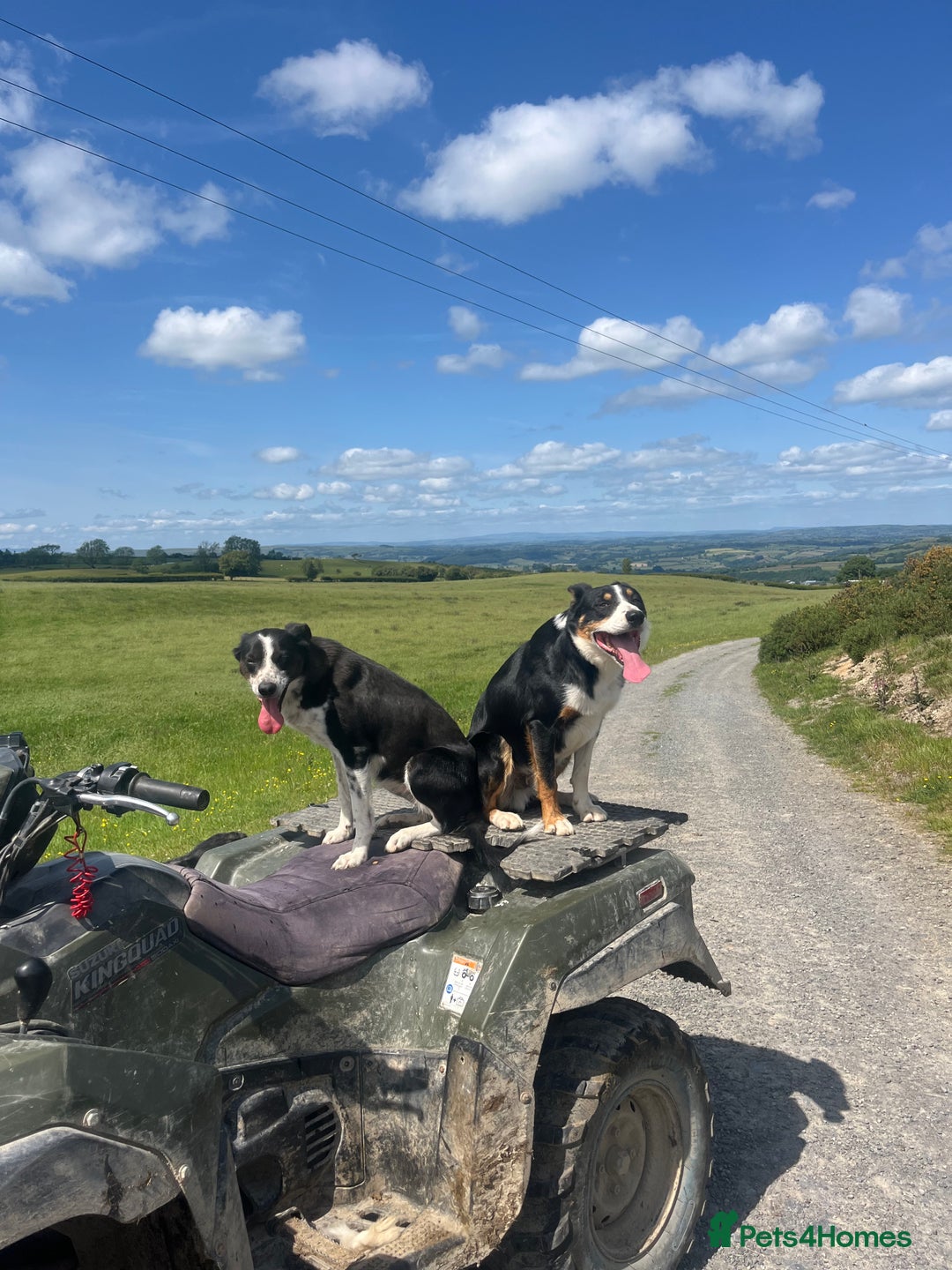 Border Collie dogs for sale: Collie puppies - Advert 1