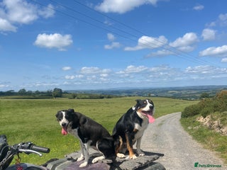 Border Collie dogs Collie puppies - Advert 10