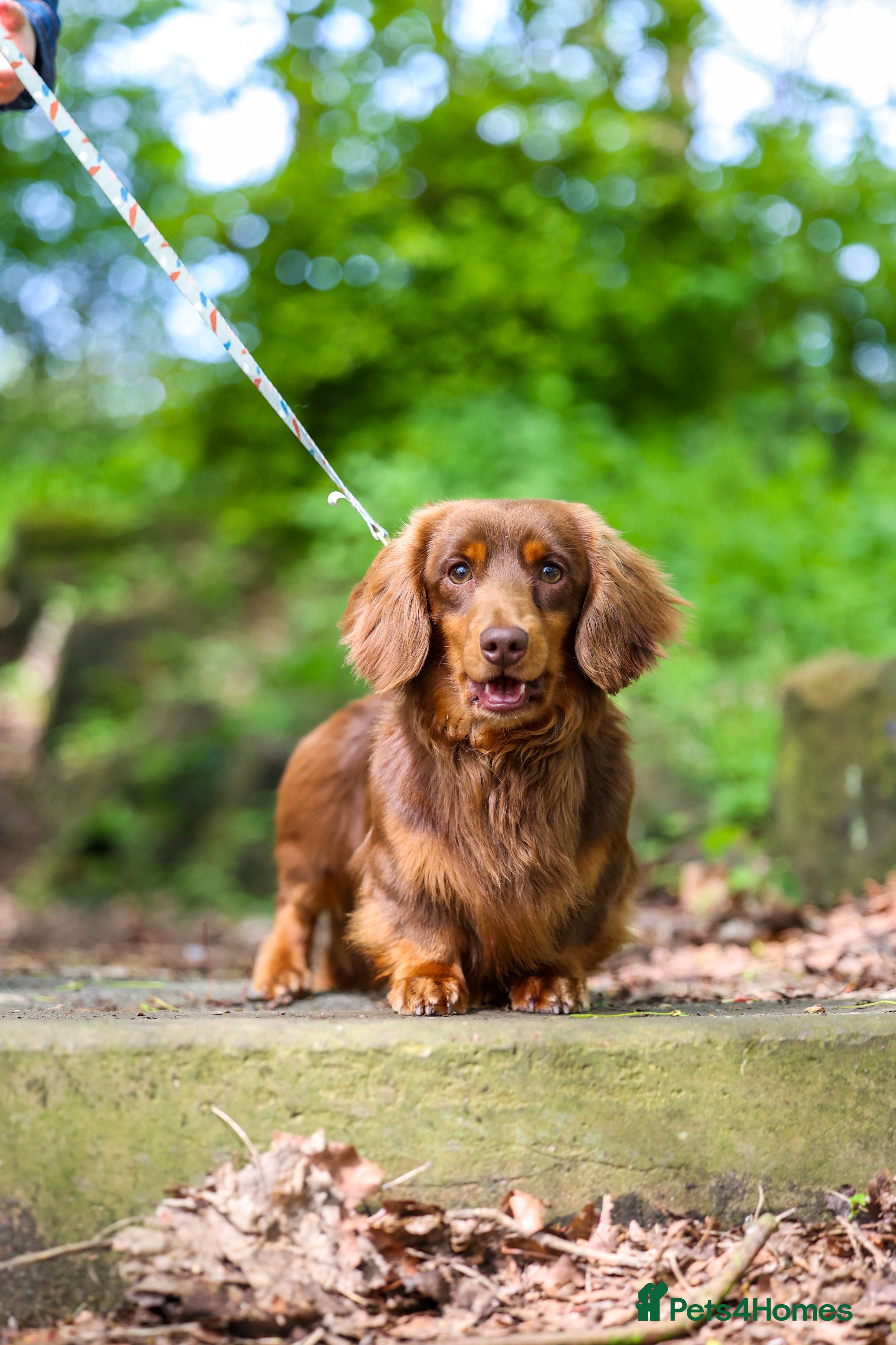 Miniature Dachshund dogs SLINKY (stud) please read below - Advert 6