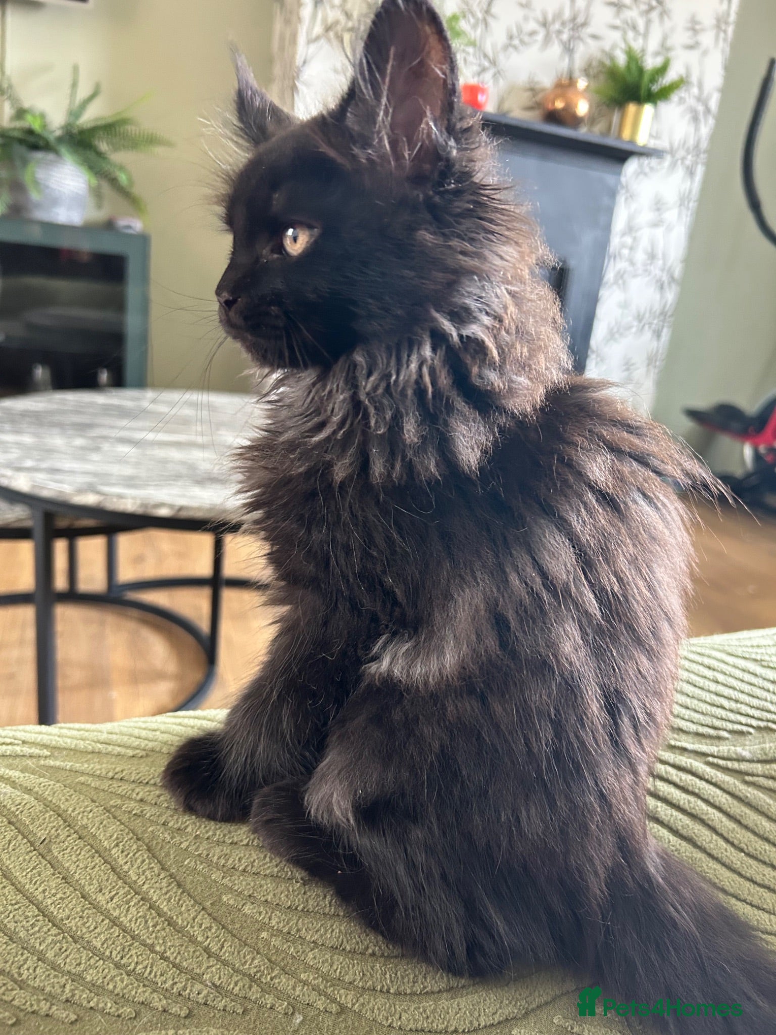 Maine Coon cats Beautiful Mainecoon kittens  - Advert 4