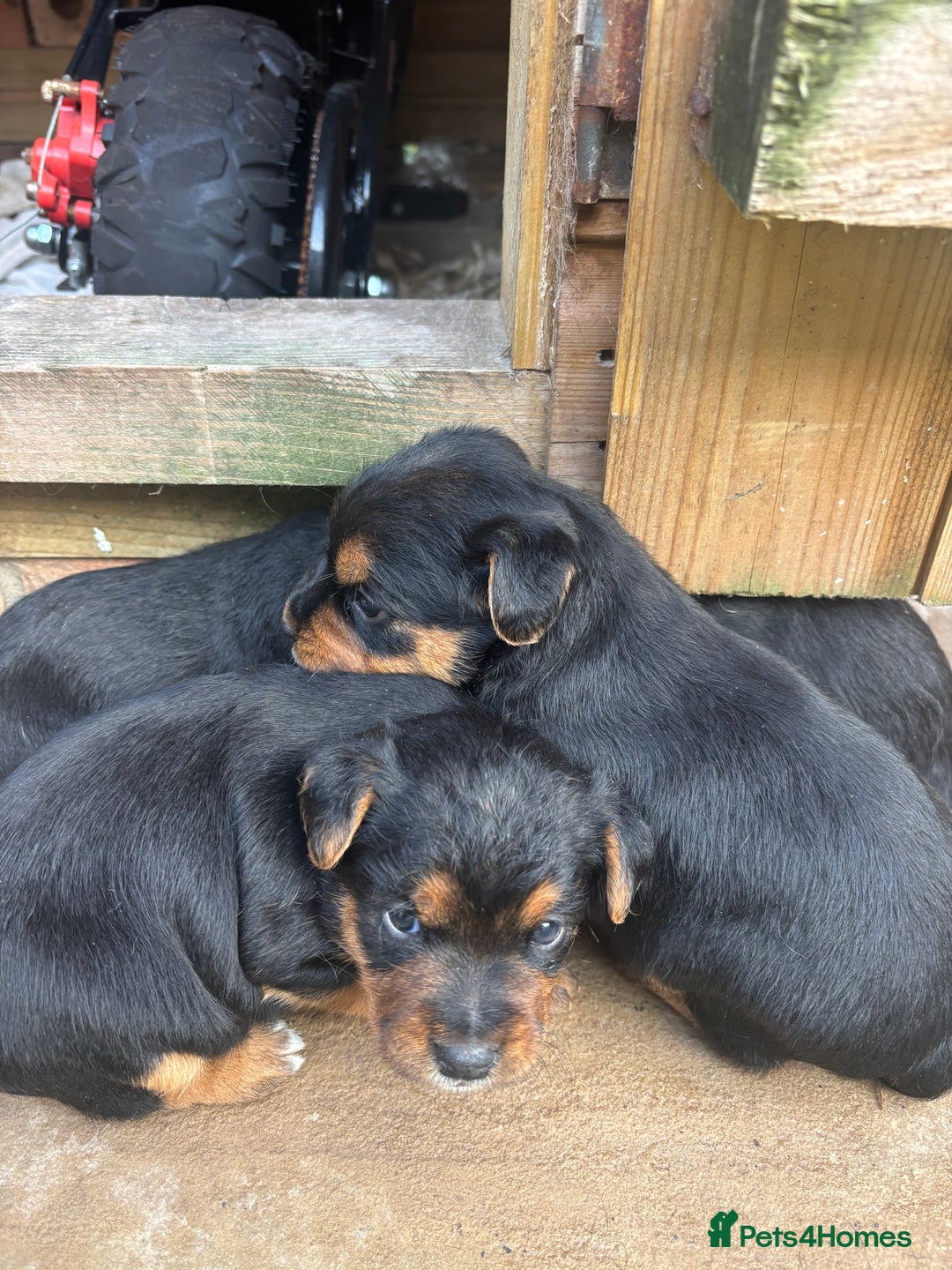 Patterdale Terrier dogs for sale: ❤️❤️Rosie & bobs litter ❤️❤️ - Image 6