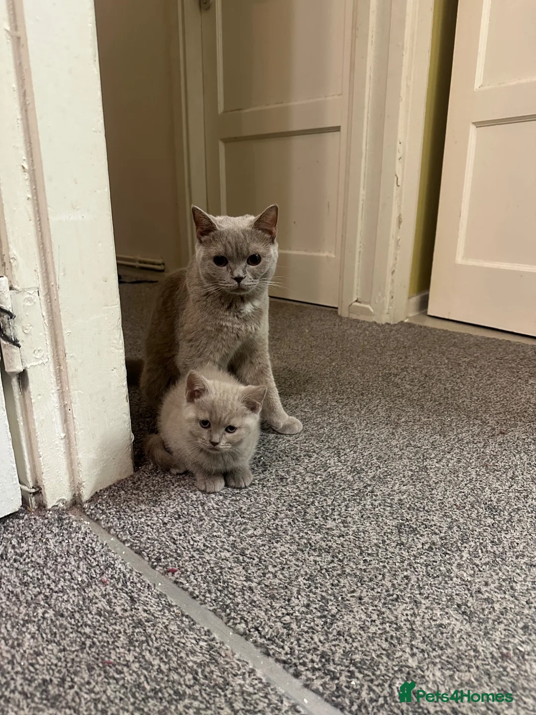 British Shorthair cats for sale: British shorthair  - Advert 1