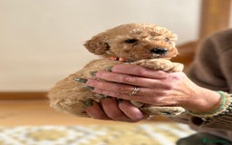 Cockapoo dogs for sale: Teddy bear cute Tiny Cockapoos  - Advert 8