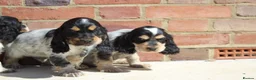Cocker Spaniel dogs for sale: Quality Show type cocker spaniel puppies  - Advert 5
