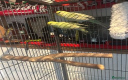 Budgerigars birds for sale: 2 lovely rainbow budgies for sale  - Image 4