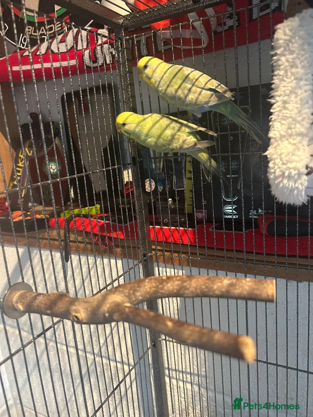 Budgerigars birds for sale: 2 lovely rainbow budgies for sale  - Image 4