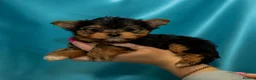 Yorkshire Terrier dogs for sale: 🐾 Cute puppies are looking for a loving home! 🐾 - Advert 5
