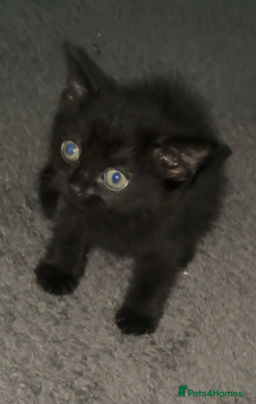 Mixed Breed cats for sale: Grey tabby & black kittens - Image 7