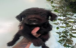 Jackapoo dogs for sale: Jackapoos  - Image 3