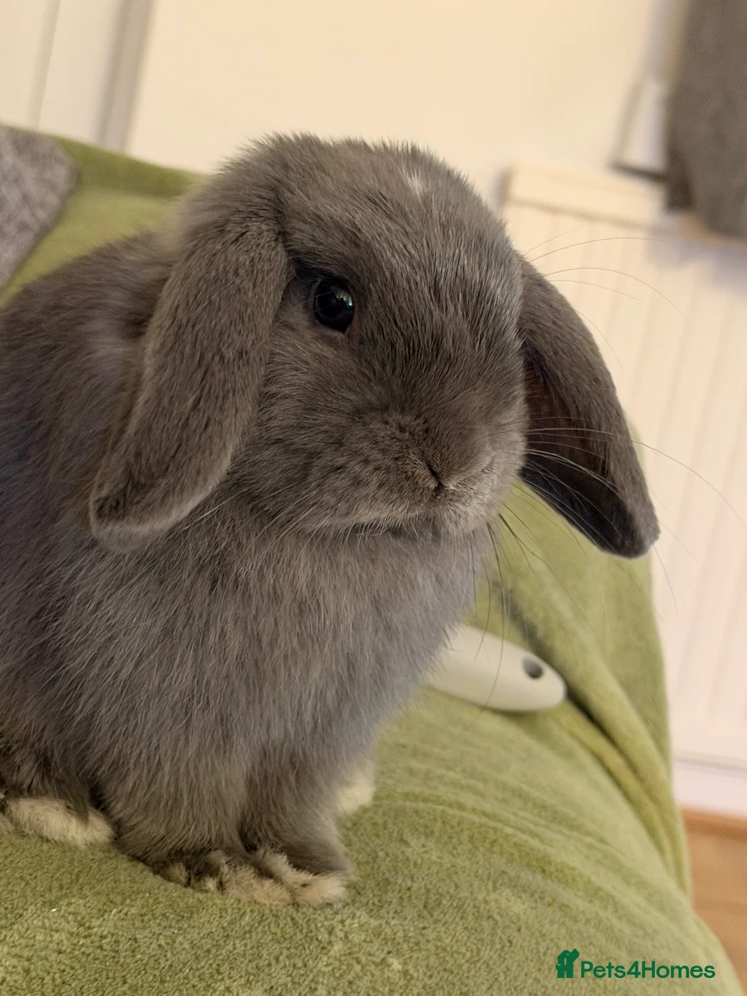 Dwarf Lop rabbits for sale: 2 male bonded pair rabbits  - Advert 2