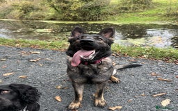 German Shepherd dogs for sale: Female German shepherd for sale - Advert 5