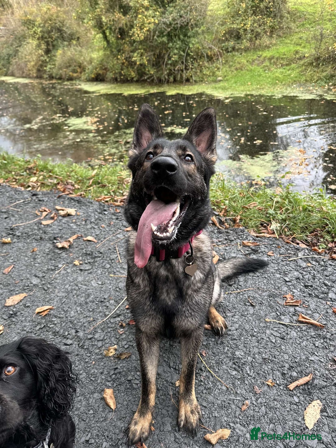 German Shepherd dogs for sale: Female German shepherd for sale - Advert 5