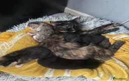 Mixed Breed cats for sale: 3 Kittens left for sale  - Image 4