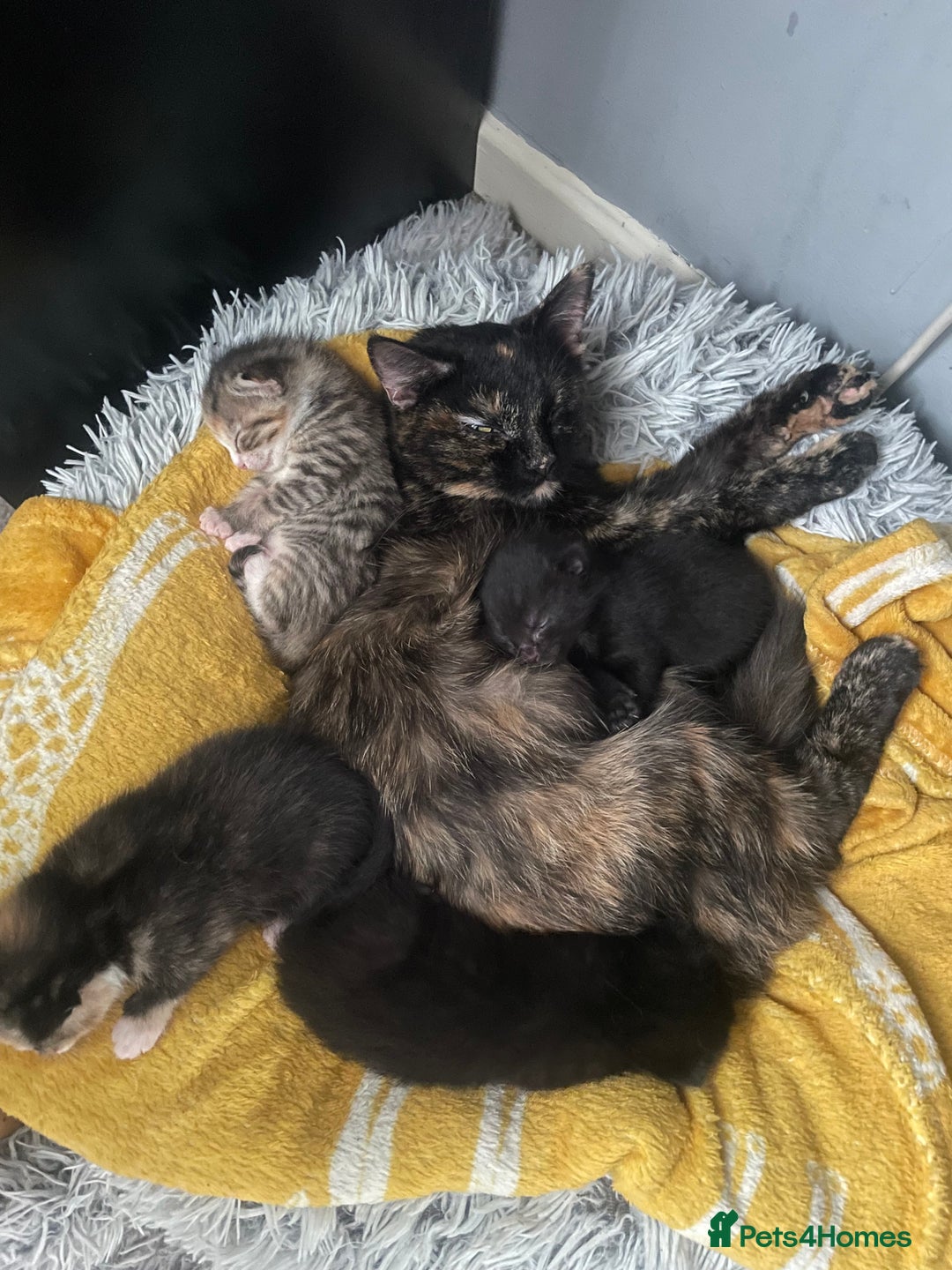 Mixed Breed cats for sale: 3 Kittens left for sale  - Image 4