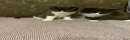 Mixed Breed cats for sale: beautiful kittens - Advert 6