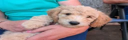 Poochon dogs for sale: F1 Poochon Puppies READY TO LEAVE *reduced* - Advert 9