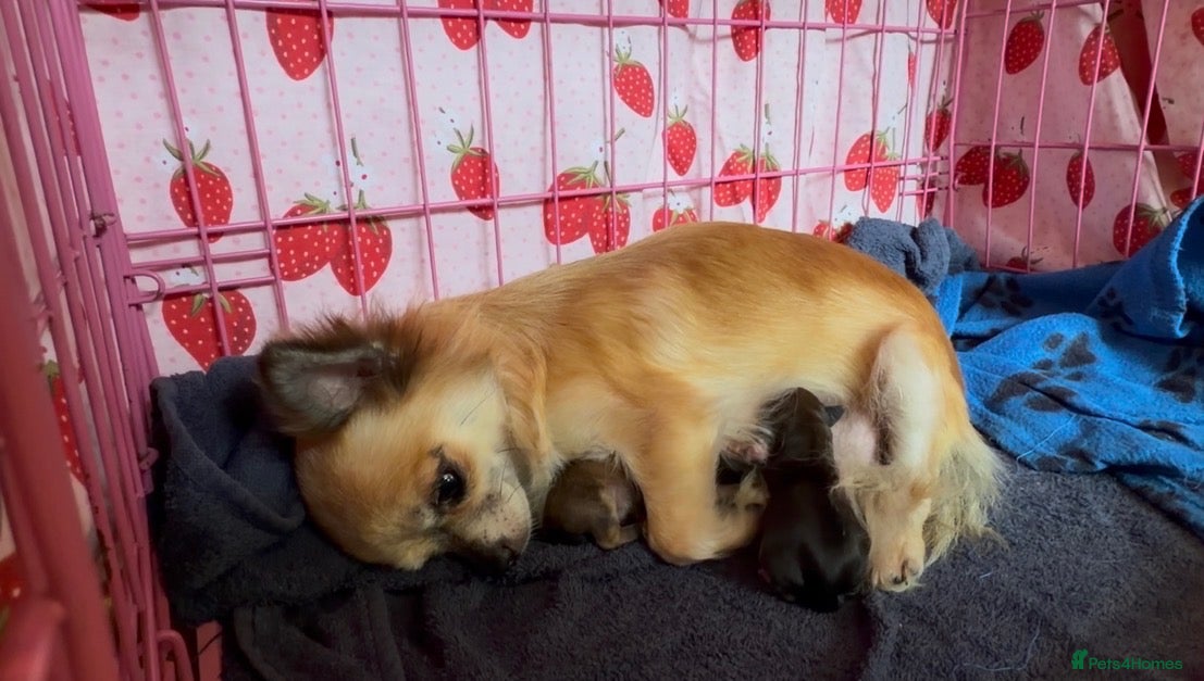 Chorkie dogs for sale: Beautiful Chorkie Girl Puppies - Advert 1
