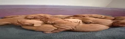 Hungarian Vizsla dogs for sale: 10 Gorgeous Hungarian Vizsla Puppies, KC REG. - Advert 7