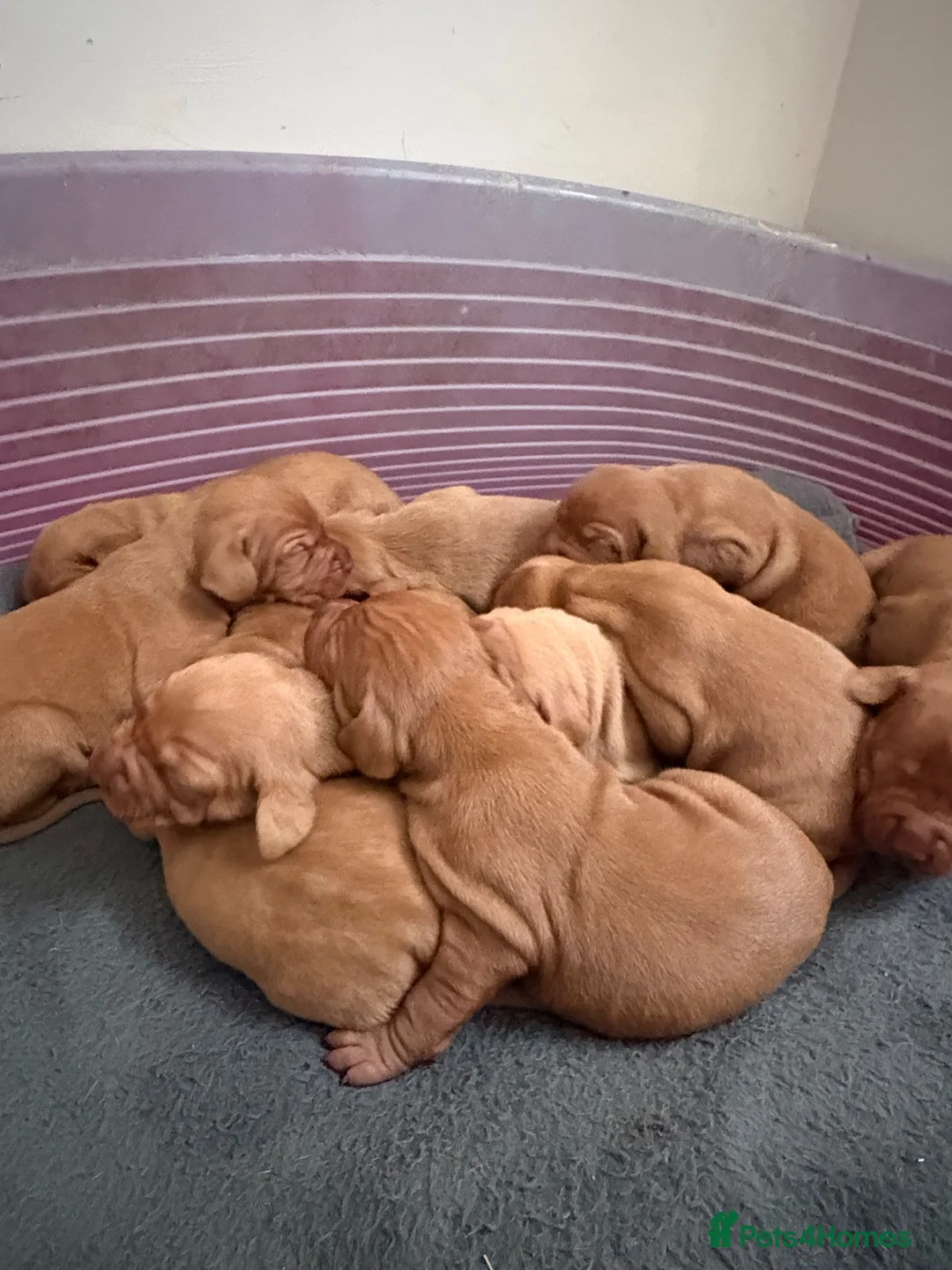 Hungarian Vizsla dogs for sale: 10 Gorgeous Hungarian Vizsla Puppies, KC REG. - Advert 7