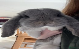 French Lop rabbits for sale: Giant French lop - Image 12