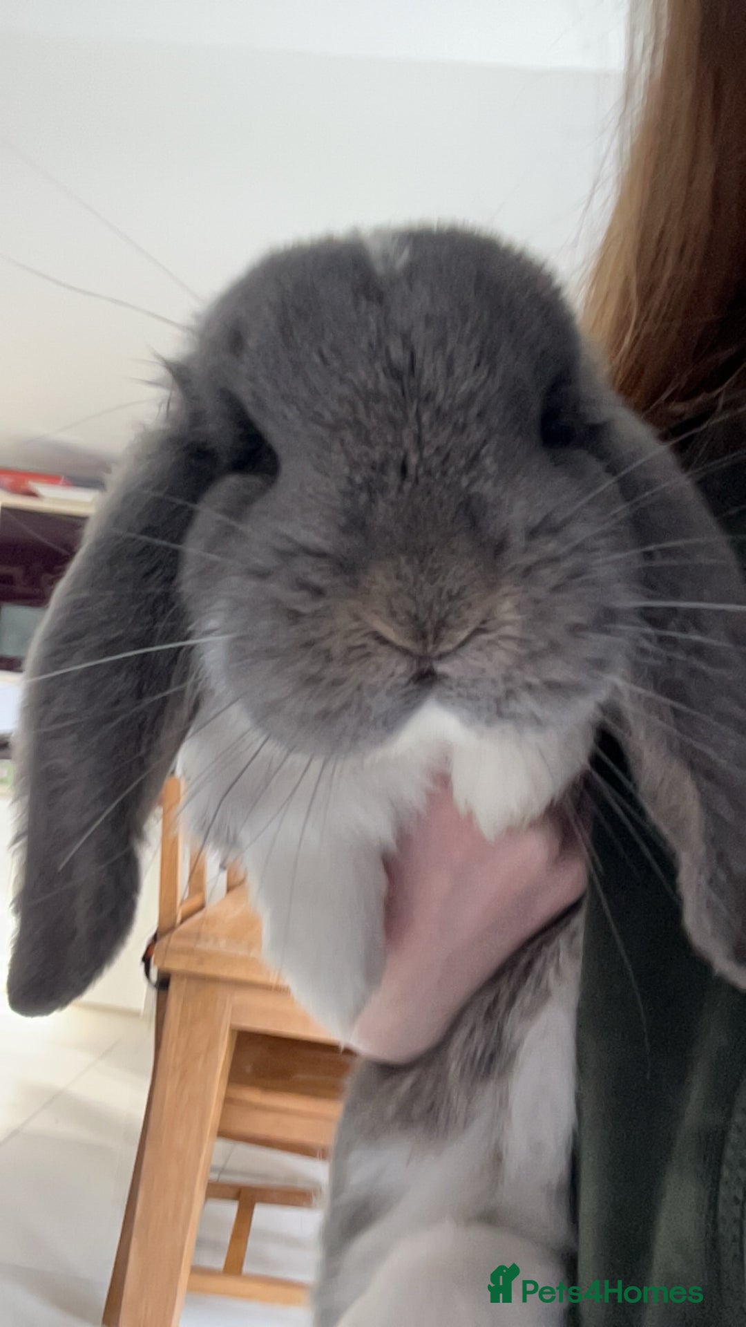 French Lop rabbits for sale: Giant French lop - Image 12