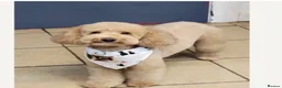 Cavapoo dogs for sale: Beautiful F1B Cavapoo Puppies  - Advert 3
