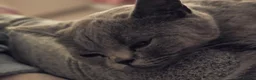 British Shorthair cats for sale: British shorthair  - Advert 9