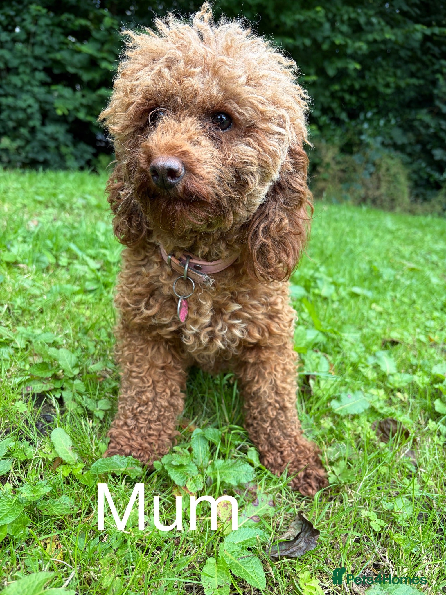 Miniature Poodle dogs KC DNA Health Tested Red Miniature Poodle Puppies - Advert 2
